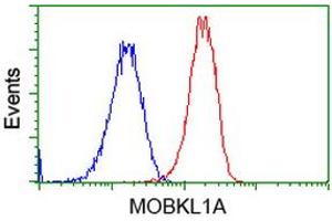 Flow Cytometry (FACS) image for anti-MOB Kinase Activator 1B (MOB1B) antibody (ABIN1499533) (MOBKL1A Antikörper)
