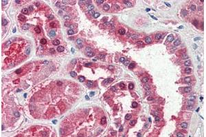 Human Kidney (formalin-fixed, paraffin-embedded) stained with GOT1 antibody ABIN337132 at 2. (GOT1 Antikörper  (AA 157-167))
