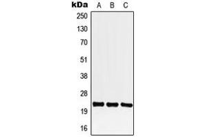 Western blot analysis of CREG1 expression in HEK293T (A), Raw264.