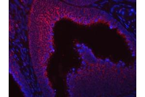 IF analysis of SUMF2 using anti-SUMF2 antibody (ABIN7600954). (SUMF2 Antikörper  (AA 26-301))