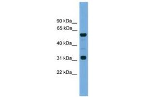 Image no. 1 for anti-Gap Junction Protein, alpha 10, 62kDa (GJa10) (N-Term) antibody (ABIN6744732) (GJa10 Antikörper  (N-Term))