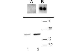 CENP-A phospho Ser18 antibody (pAb) tested by Western blot.