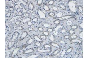 Detection of EDN1 in Human Kidney Tissue using Monoclonal Antibody to Endothelin 1 (EDN1) (Endothelin 1 Antikörper  (AA 53-90))
