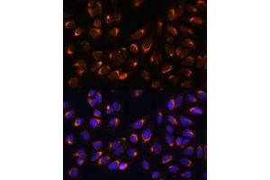 Immunofluorescence analysis of U-2 OS cells using NUCB1 Polyclonal Antibody (ABIN1681132, ABIN3018387, ABIN3018388 and ABIN6220455) at dilution of 1:100 (40x lens). (Nucleobindin 1 Antikörper  (AA 302-461))