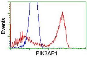 HEK293T cells transfected with either RC214125 overexpress plasmid (Red) or empty vector control plasmid (Blue) were immunostained by anti-PIK3AP1 antibody (ABIN2453460), and then analyzed by flow cytometry. (PIK3AP1 Antikörper)