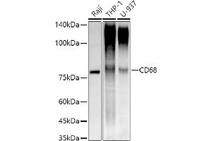 Western blot analysis of extracts of various cell lines, using CD68 antibody (ABIN7266211) at 1:1000 dilution. (CD68 Antikörper)