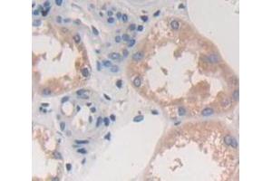 IHC-P analysis of Human Tissue, with DAB staining. (FCN3 Antikörper  (AA 34-297))