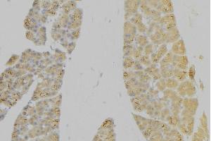 ABIN6276630 at 1/100 staining Human pancreas tissue by IHC-P. (IL7R Antikörper  (N-Term))