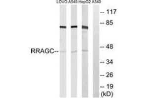 Western blot analysis of extracts from HepG2/A549/LOVO cells, using RRAGC Antibody. (GTR2 Antikörper  (AA 302-351))