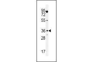 MOGT1 Antibody (C-term) (ABIN655264 and ABIN2844857) western blot analysis in K562 cell line lysates (35 μg/lane).
