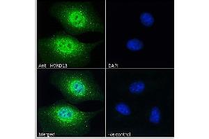 ABIN570834 Immunofluorescence analysis of paraformaldehyde fixed HEK293 cells, permeabilized with 0. (Homeobox D13 Antikörper  (Internal Region))