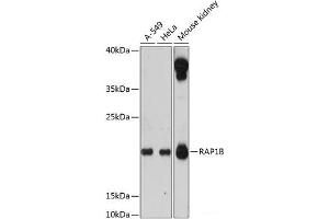 Western blot analysis of extracts of various cell lines using RAP1B Polyclonal Antibody at dilution of 1:3000. (RAP1B Antikörper)