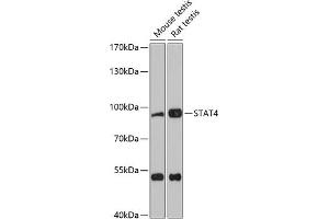Western blot analysis of extracts of various cell lines, using ST antibody (ABIN1682908, ABIN1682909, ABIN5664112 and ABIN6219730) at 1:3000 dilution. (STAT4 Antikörper  (AA 600-700))