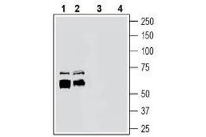 Western blot analysis of rat brain membranes (lanes 1 and 3) and mouse brain membranes (lanes 2 and 4):1-2. (ADAM Metallopeptidase Domain 10 (ADAM10) Peptid)