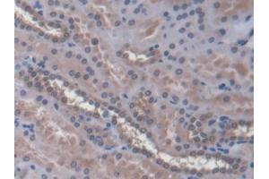 IHC-P analysis of Human Kidney Tissue, with DAB staining. (SLC30A8 Antikörper  (AA 263-369))