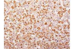 Immunohistochemical staining (Formalin-fixed paraffin-embedded sections) of human pituitary gland with POMC recombinant monoclonal antibody, clone r57 . (Rekombinanter POMC Antikörper  (N-Term))
