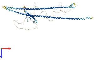 Coiled-Coil Domain Containing 177 (CCDC177) (AA 1-707) protein (His tag)