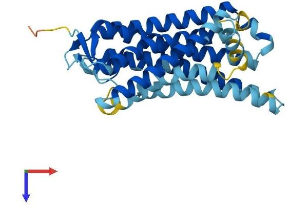 OR12D2 Protein (AA 1-307) (His tag)