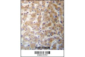 DHFRL1 Antibody immunohistochemistry analysis in formalin fixed and paraffin embedded human liver tissue followed by peroxidase conjugation of the secondary antibody and DAB staining. (DHFRL1 Antikörper  (AA 45-74))