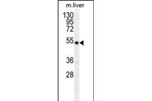 GDF6 Antibody (N-term) (ABIN655618 and ABIN2845098) western blot analysis in mouse liver tissue lysates (35 μg/lane). (GDF6 Antikörper  (N-Term))