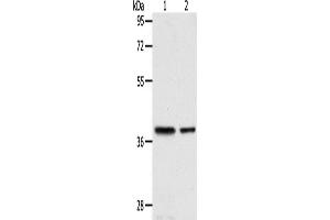 Western Blotting (WB) image for anti-Calponin 3, Acidic (CNN3) antibody (ABIN2422402) (CNN3 Antikörper)