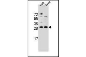 Western blot analysis of HMG1L10 Antibody (N-term) in K562,Jurkat cell line lysates (35ug/lane). (HMG1L10 Antikörper  (N-Term))