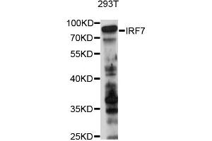 Western blot analysis of extracts of 293T cells, using IRF7 antibody (ABIN2736992) at 1:1000 dilution. (IRF7 Antikörper)
