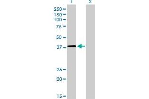 Western Blot analysis of NFYC expression in transfected 293T cell line by NFYC monoclonal antibody (M01), clone 1D3. (NFYC Antikörper  (AA 14-113))