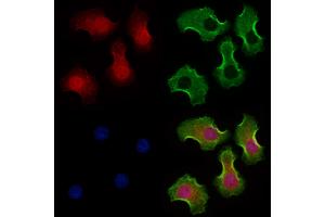 ABIN6264173 and ABIN6273295 staining Hela cells by IF/ICC. (PHF17 Antikörper  (C-Term))