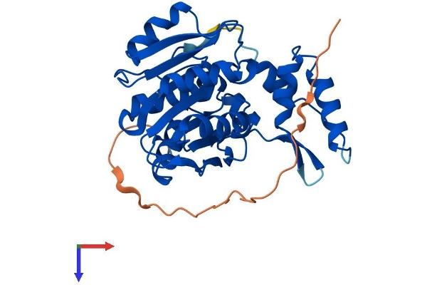 ABHD11 Protein (AA 1-307) (His tag)