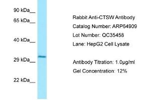 Western Blotting (WB) image for anti-Cathepsin W (CTSW) (N-Term) antibody (ABIN2789993) (Cathepsin W Antikörper  (N-Term))