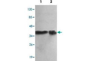 Western blot analysis of PPP1CA monoclonal antibody  at 1:1000 dilution. (PPP1CA Antikörper  (N-Term))