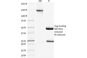 SDS-PAGE Analysis Purified CD268 / BAFFR Mouse Monoclonal Antibody (BAFFR/1557).