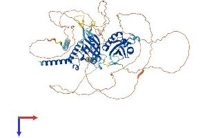 SIM1 Protein (AA 1-766) (His tag)