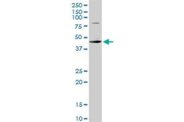 CSDA antibody  (AA 1-372)