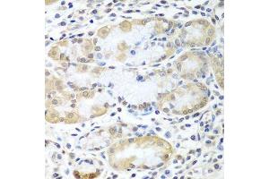 Immunohistochemistry of paraffin-embedded human stomach using ASNA1 antibody. (ASNA1 Antikörper  (AA 1-348))