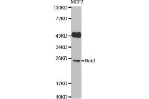 Western blot analysis of extracts of MCF7 cell lines, using BAK1 antibody. (BAK1 Antikörper  (AA 62-112))