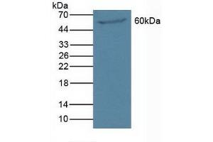 Figure. (PAOX Antikörper  (AA 130-356))