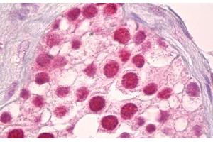 Anti-POLR2A / RNA polymerase II antibody IHC staining of human testis. (POLR2A/RPB1 Antikörper  (AA 1585-1634))