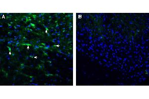 Expression of ENPP1 in rat spinal cord. (ENPP1 Antikörper  (Extracellular))