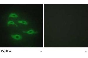 Immunofluorescence analysis of HepG2 cells, using SERINC3 polyclonal antibody . (SERINC3 Antikörper  (C-Term))