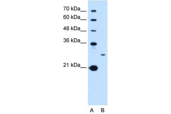 Tetraspanin 15 Antikörper  (C-Term)