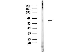 anti-CREB Regulated Transcription Coactivator 3 (CRTC3) antibody