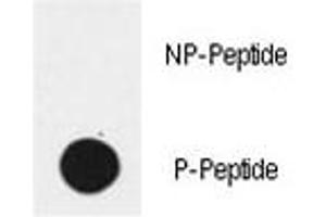 Dot blot analysis of phospho-EGFR antibody.