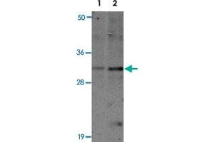 Western blot analysis of SLAMF9 in mouse kidney tissue lysate with SLAMF9 polyclonal antibody  at 1 ug/mL (lane 1) and 2 ug/mL (lane 2). (SLAMF9 Antikörper  (C-Term))