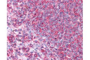 Anti-HSPA8 / HSC70 antibody IHC staining of human spleen. (Hsc70 Antikörper  (N-Term))