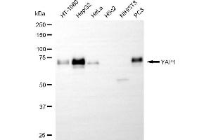 Western blotting analysis using YAP1 antibody (ABIN7800883). (Rekombinanter YAP1 Antikörper)