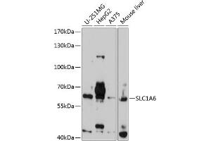 Western blot analysis of extracts of various cell lines, using SLC1 antibody  at 1:1000 dilution.