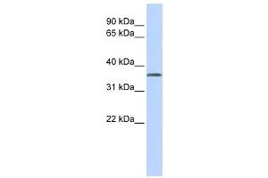 Western Blotting (WB) image for anti-Tissue Specific Transplantation Antigen P35B (TSTA3) antibody (ABIN2460090) (TSTA3 Antikörper)