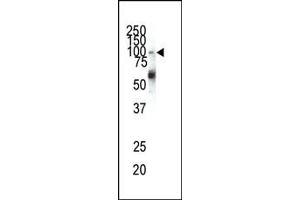 Western blot analysis of anti-EphA1 N-term Pab (ABIN391883 and ABIN2841703) in HeLa cell lysate. (EPHA1 Antikörper  (N-Term))